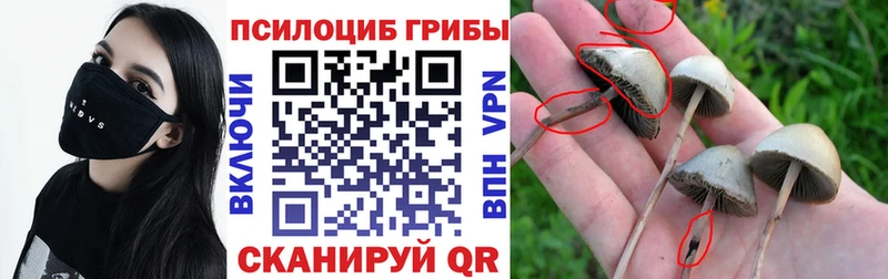 Галлюциногенные грибы Cubensis  купить наркотики сайты  Нефтекумск 